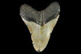 Huge, Fossil Megalodon Tooth - North Carolina #124412-2